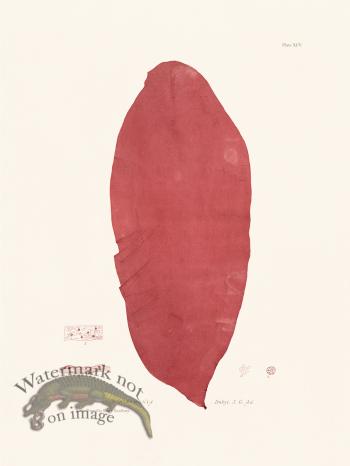 Bradbury Seaweed 095